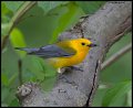 _5SB1680 prothonotary warbler